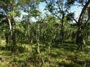 Coffee, cocoa and vanilla: an opportunity for more trees in tropical agricultural landscapes