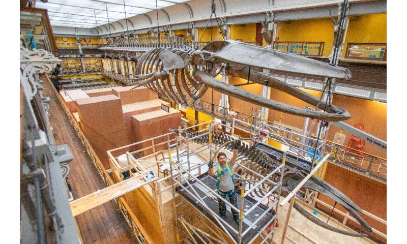 Dismantling two hanging whale skeletons for renovation work is no small feat