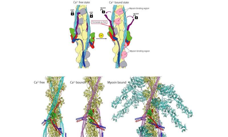 Getting to the heart of heart beats: Cardiac thin filament structure and function revealed