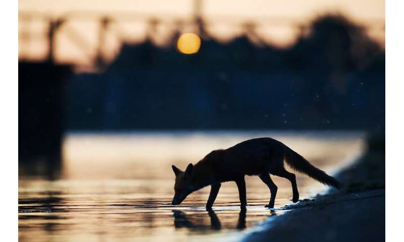Handout photo from Wild Wonders of Europe shows an urban fox (Vulpes vulpes) drinking water in the sunset in an industrial part 