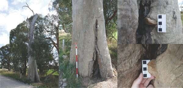 How a stone wedged in a gum tree shows the resilience of Aboriginal culture in Australia
