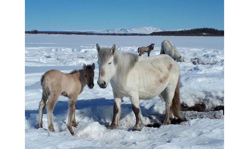 How horses can save the permafrost