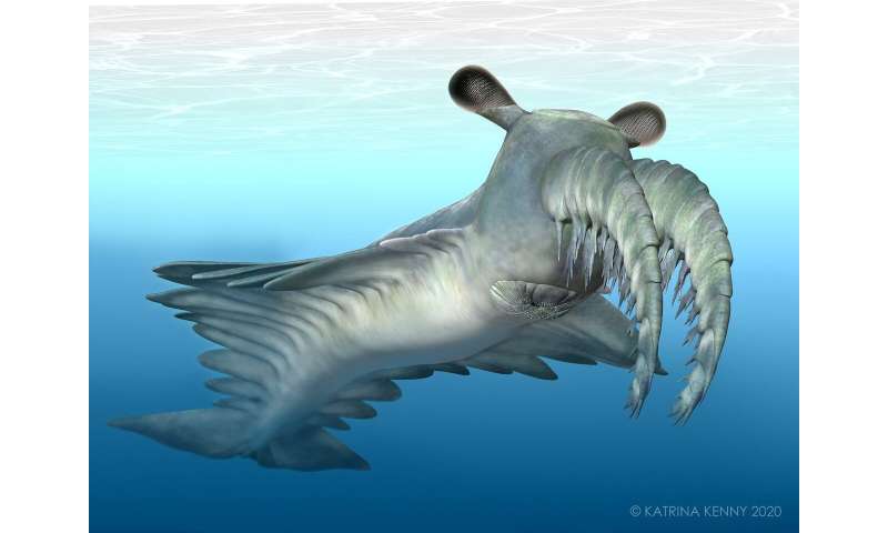 Amazing sight in ancient sea creatures has led to an evolutionary arms race