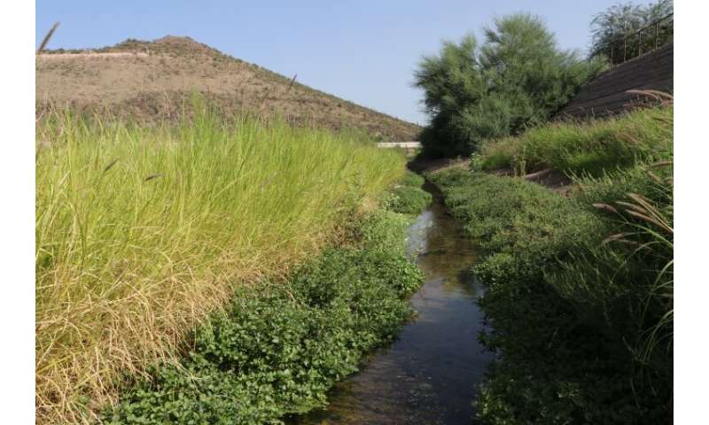 Just add water: Biodiversity resurgence in effluent-fed desert riverbeds