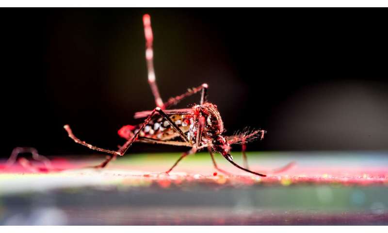 Light pollution may increase biting behavior at night in Aedes aegypti mosquitoes