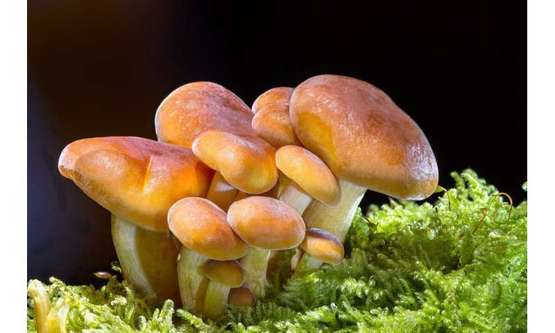 2 Mushrooms 