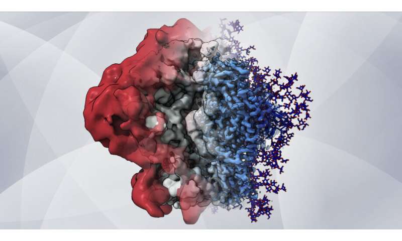 New imaging method reveals HIV's sugary shield in unprecedented detail