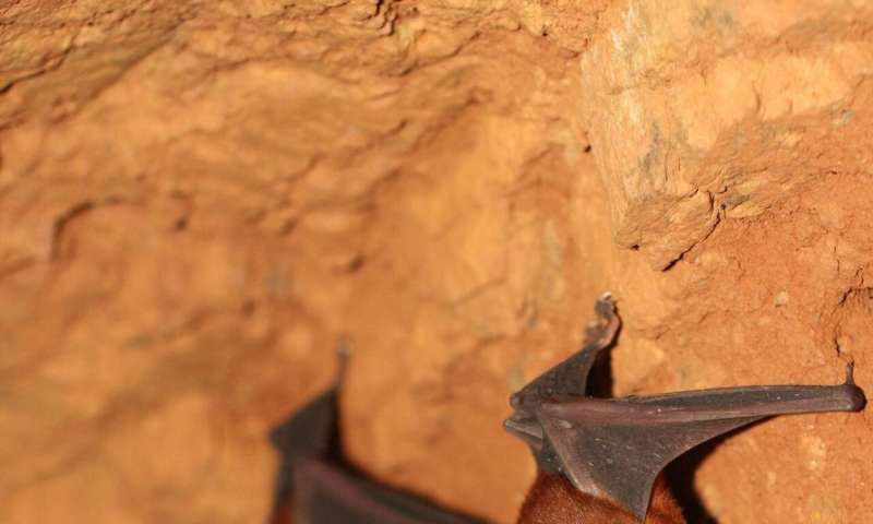 Novel research on African bats pilots new ways in sharing and linking published data