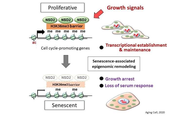 NSD2酶似乎防止细胞衰老