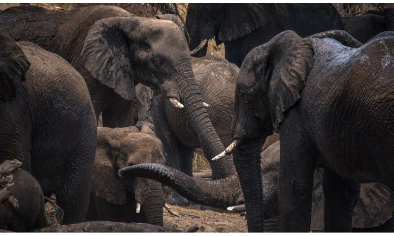 Old males vital to elephant societies
