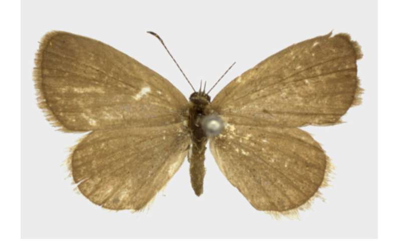 Over a century later, the mystery of the Alfred Wallace's butterfly is solved