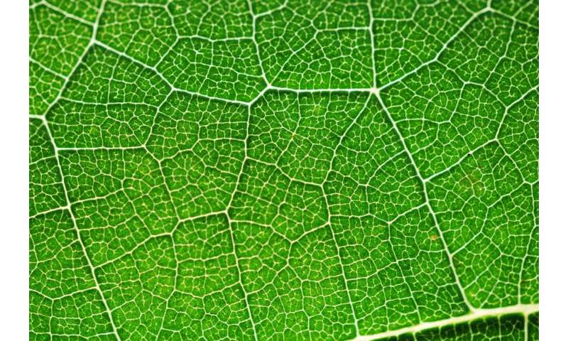 Converting solar energy to hydrogen fuel, with help from photosynthesis
