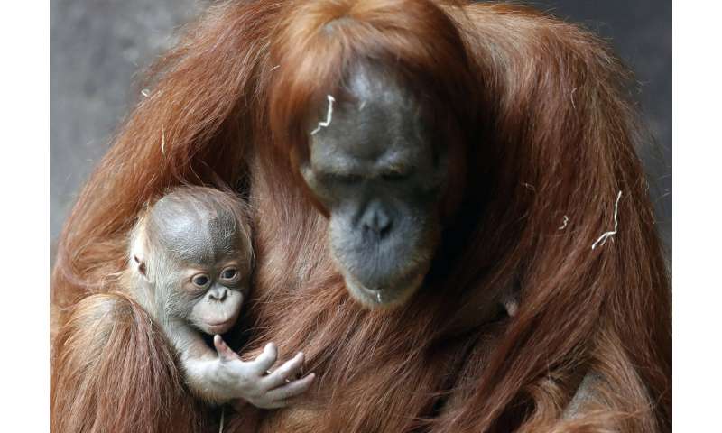 Prague zoo's month-old Sumatran orangutan finally has a name