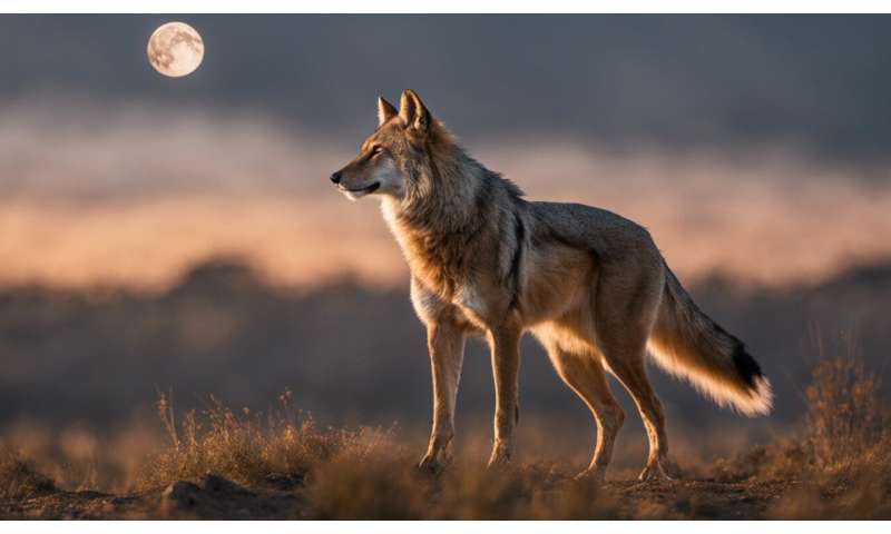 Predators, prey and moonlight singing: how phases of the Moon affect native wildlife