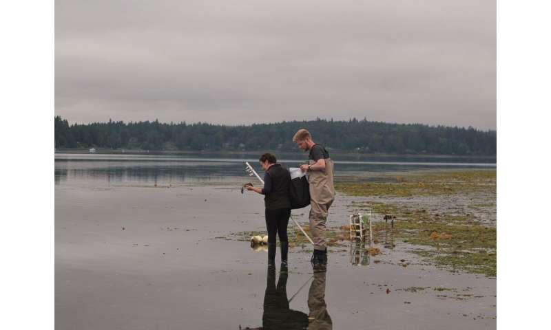 Puget Sound eelgrass beds create a 'halo' with fewer harmful algae, new method shows