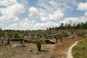 Reforestation can only partially restore tropical soils