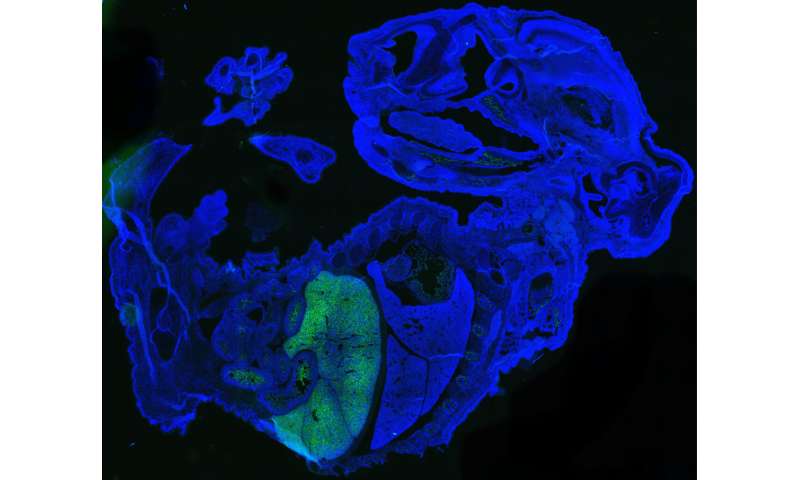 科学家在小鼠胚胎中产生数百万成熟的人体细胞