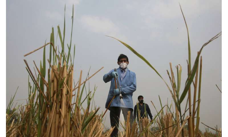 Smog returns to Indian capital as agriculture fires start