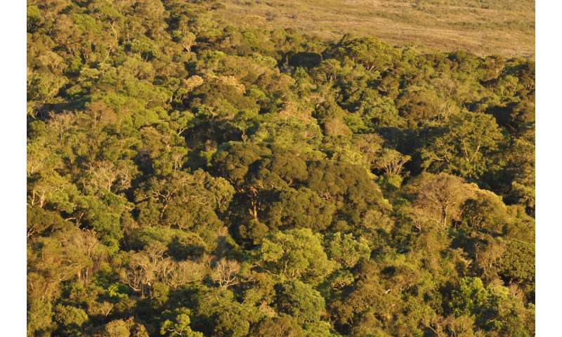 Some Brazilian forests found to already be transitioning from carbon sinks to carbon sources