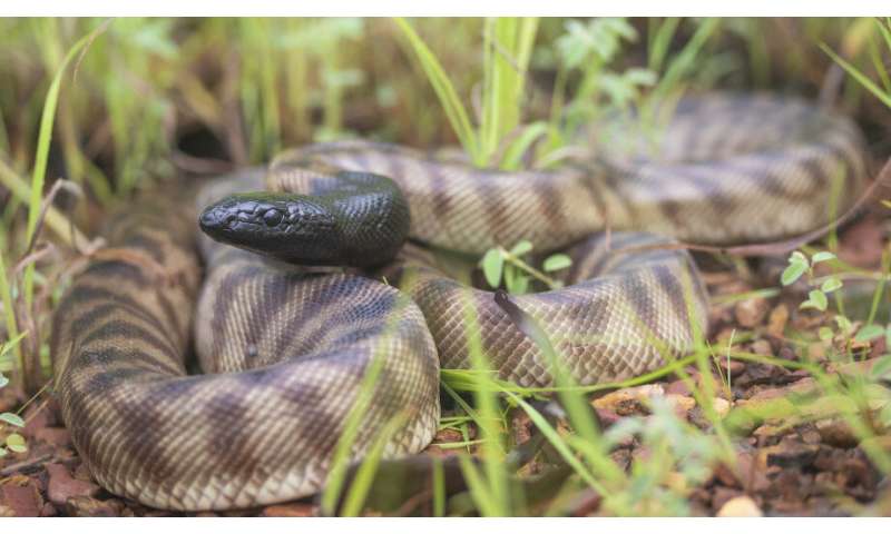 Study plots pythons’ history in Australia
