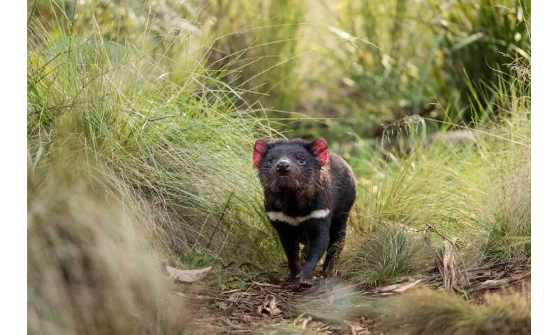 Tasmanian devil populations have been ravaged by a mysterious facial-tumour disease