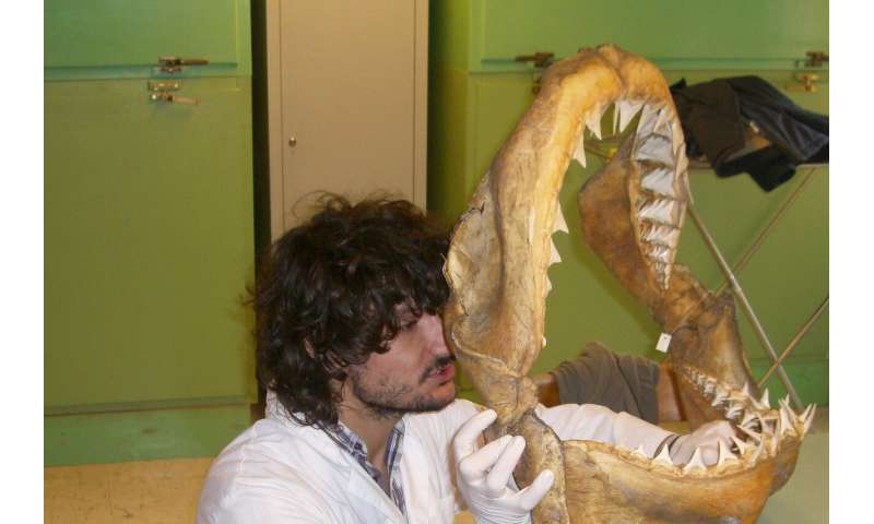 O Grande Tubarão Branco e o Mediterrâneo: uma história de 3,2 milhões de anos