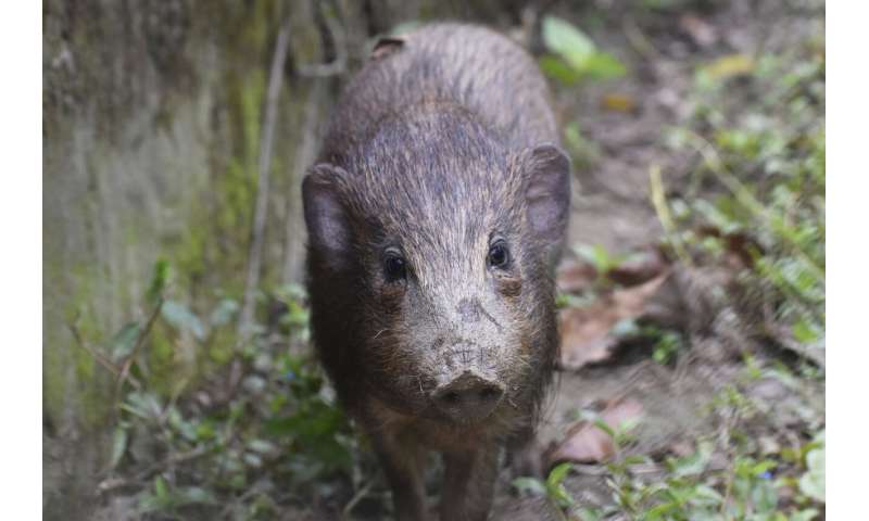 Virus lockdown for world’s smallest and rarest wild pigs
