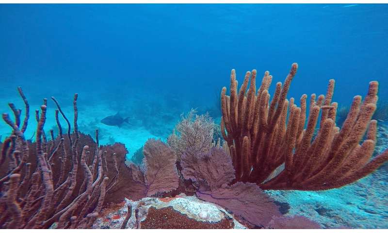 Warmer, acidifying ocean brings extinction for reef-building corals, renewal for relatives