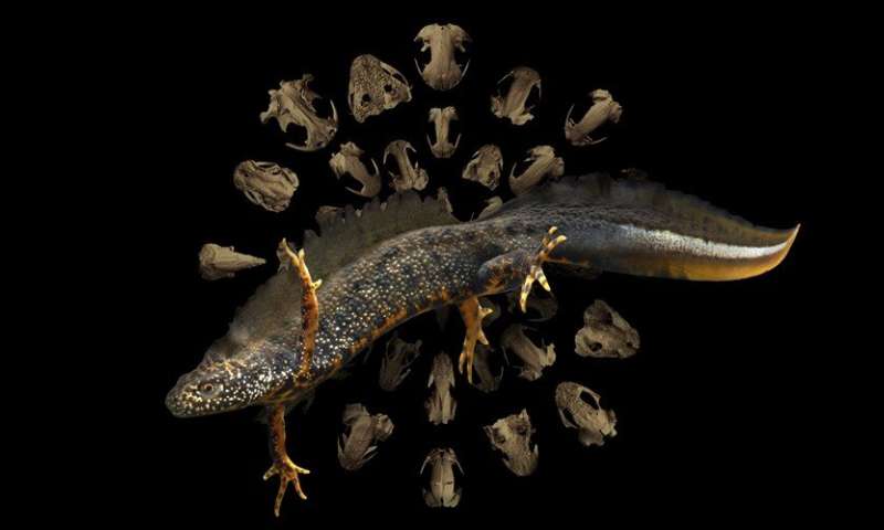 New study reveals how metamorphosis has shaped the evolution of salamanders