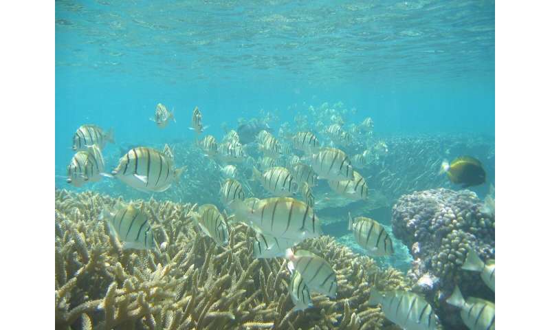 Research reveals fishing pressures affect tropical and temperate reefs differentl