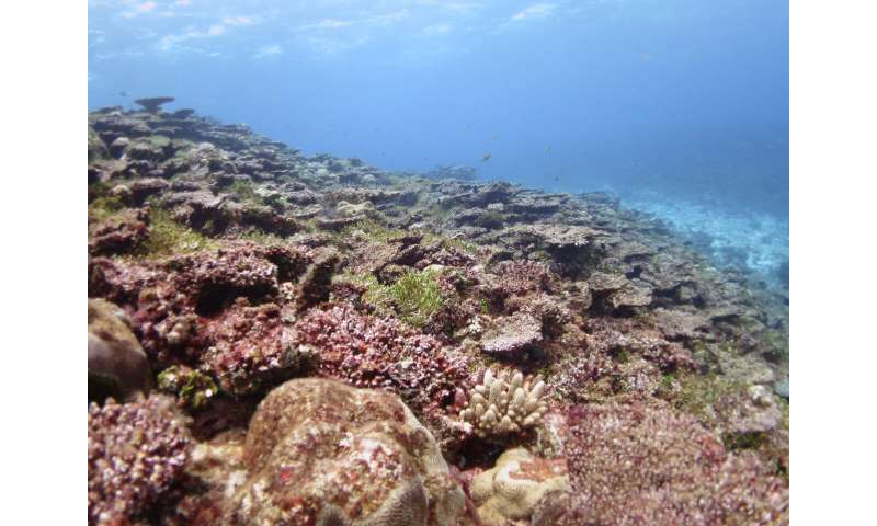 University of Guam: Two climate patterns predict coral bleaching months earlier