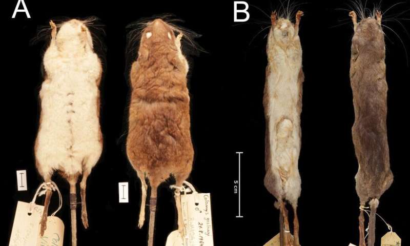 New species of aquatic mice discovered, cousins of one of the world's rarest mammals