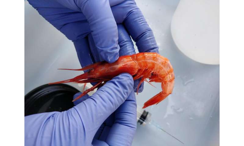 Microplastics in shrimp harmless to animal health and no effects on consumption quality