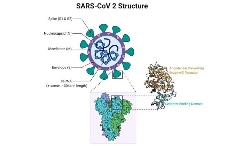 New coronavirus variant: what is the spike protein and why are mutations on it important?