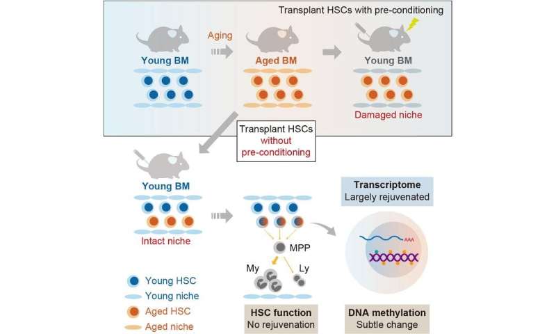 Discovery of aging mechanism for hematopoietic stem cells thumbnail