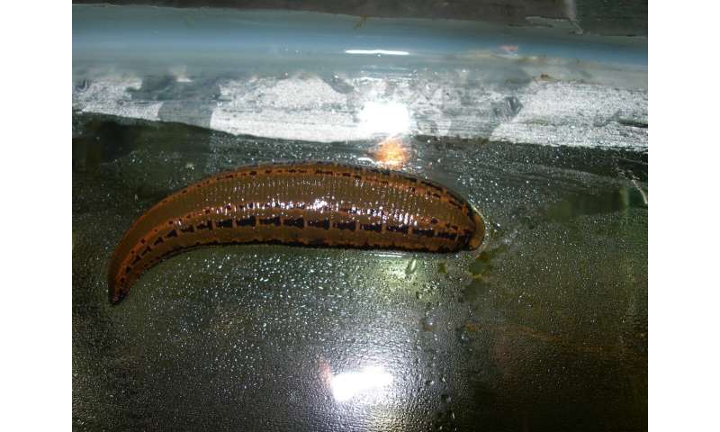 Researchers take a bloody good look at the medicinal leech genome