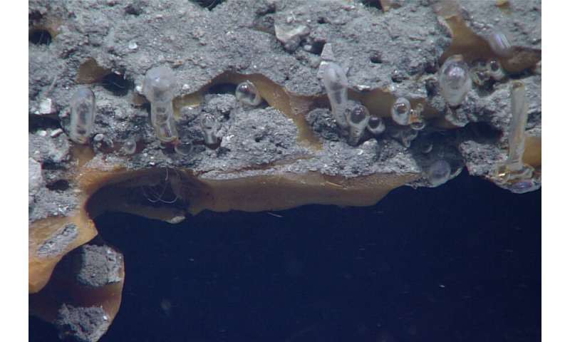 new study shows how methan breaks through icy barriers on the sea floor