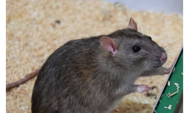 Research team finds effect of odour on helpfulness in rats