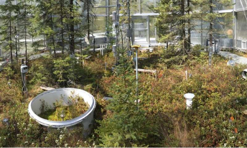Scientists record rapid carbon loss from warming peatlands