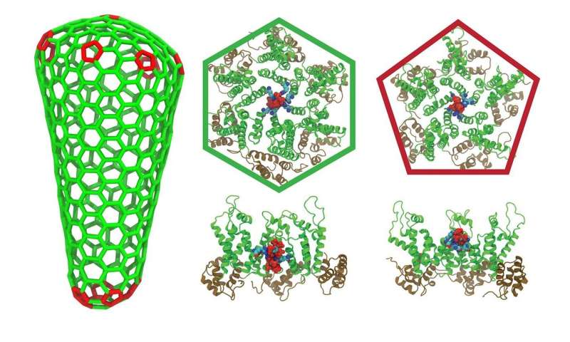 Researchers discover how a small molecule is the key to HIV forming capsules