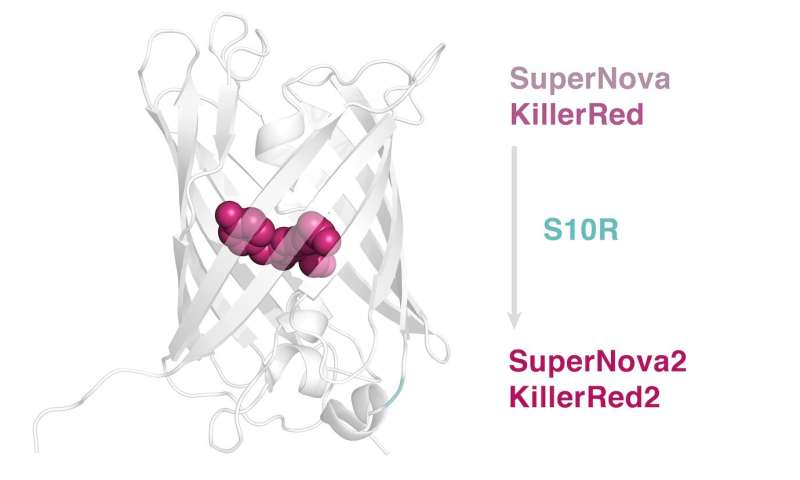 Scientists create a new phototoxic protein, SuperNova2