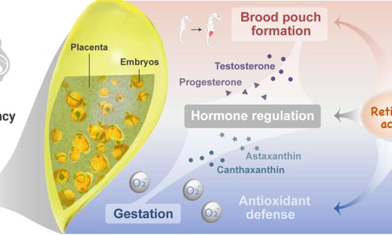 Study reveals how retinoic acid regulates brood pouch formation and pregnancy of male seahorses