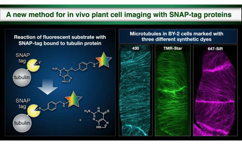 A new method for in vivo plant cell imaging with SNAP-tag proteins