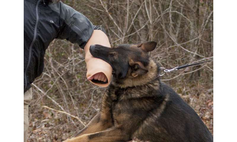 Army scientists develop realistic canine bite sleeve to improve training