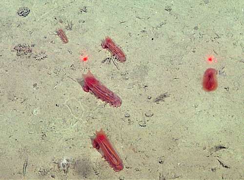 Deep-sea animal communities can change dramatically and erratically over time