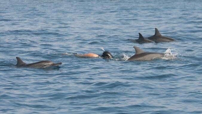 Dolphin viewing more profitable than swimming in UH research