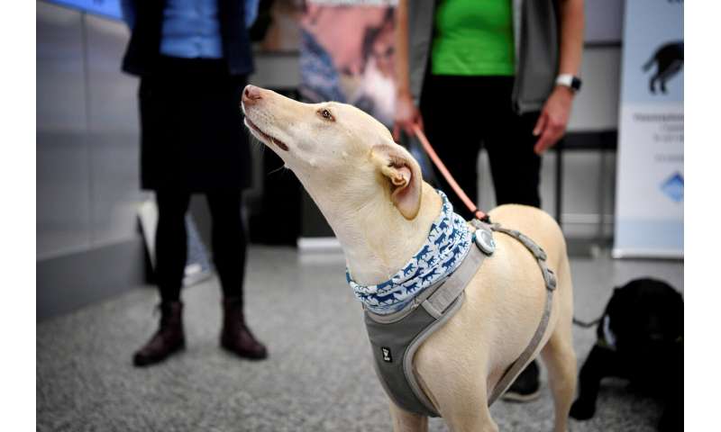 Finland deploys coronavirus-sniffing dogs at main airport