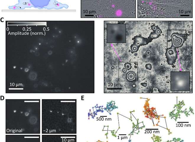Holographic fluorescence imaging to 3-D track extracellular vesicles