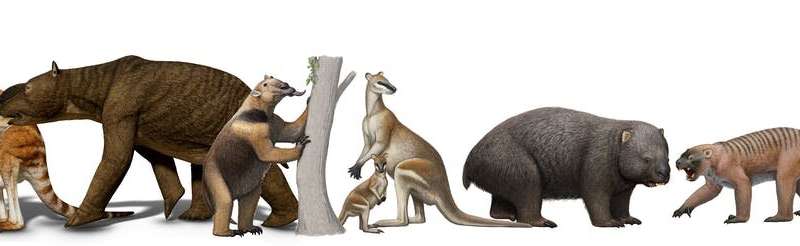 Humans coexisted with three-tonne marsupials and lizards as long as cars in ancient Australia