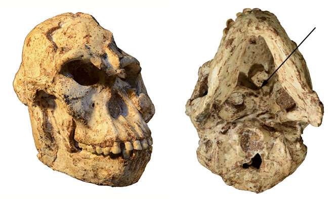 'Little Foot' skull reveals how this more than 3 million year old human ancestor lived